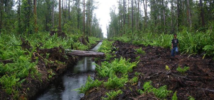 200 Ribu Ha Lahan Gambut Riau Direstorasi