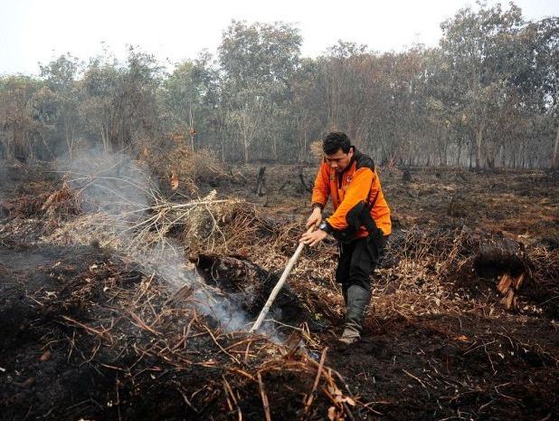 Restorasi Gambut di Riau Telan Rp100 Miliar