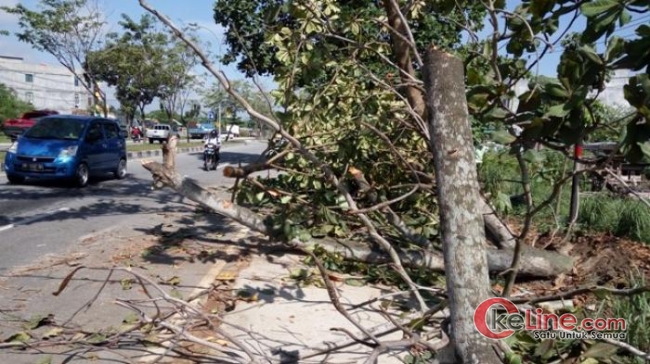 Angin Kencang disertai Hujan Deras Menumbangkan Pohon di Marpoyan Damai