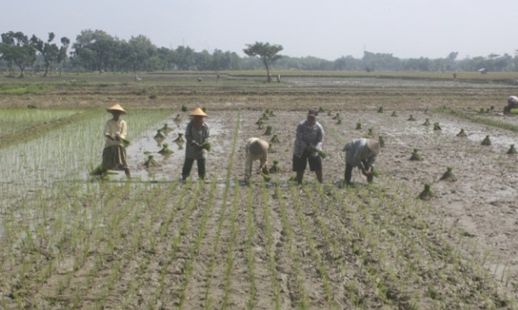 Lagi, Pemerintah Cabut Subsidi Benih Padi