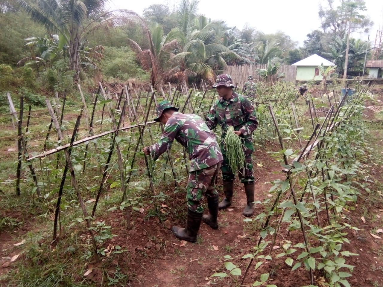 TNI di Perbatasan Manfaatkan Lahan Kosong Jadi Kebun Sayur   