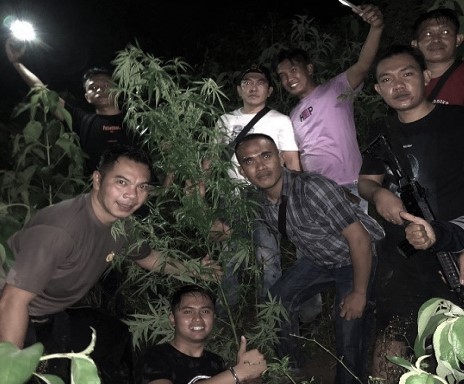 Wanita Pemilik 1 Hektare Ladang Ganja Ditangkap Polres Kerinci