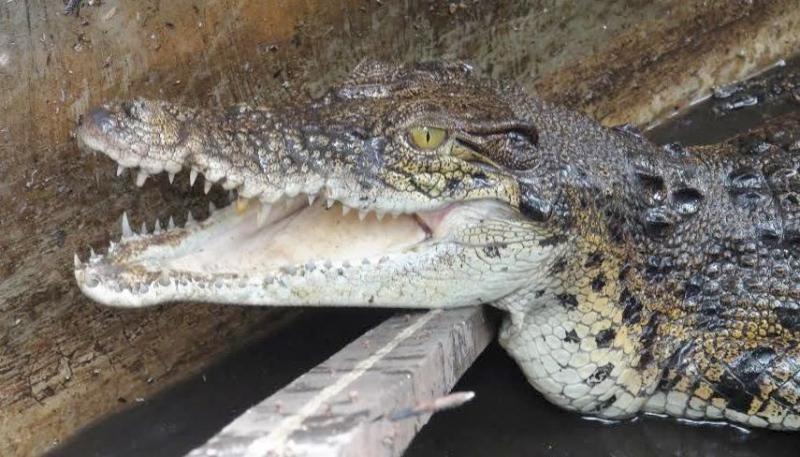 Geledah Rumah Bandar Narkoba Polisi Juga Temukan Hewan Dilindungi