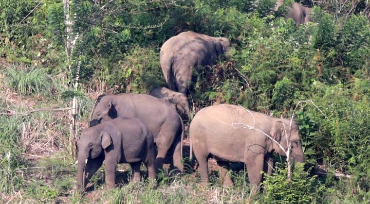 Karhutla Di Taman Nasional Tesso Nilo Petugas Evakuasi Gajah