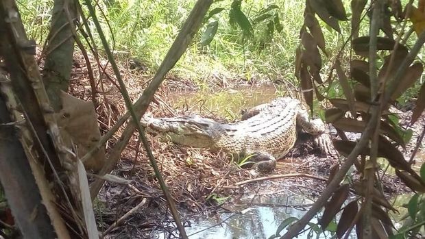 Heboh, Buaya di Tiku, Agam Bertelur ke Kebun Sawit Warga