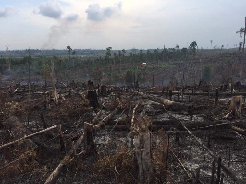 25  Ha Areal TNTN Dibakar Perambah Liar