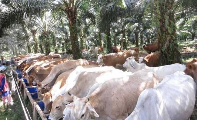 Penerima Bantuan Sapi Potong Harus Diverifikasi