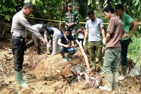 Dikubur, Bangkai Gajah Aceh Dibongkar Lagi