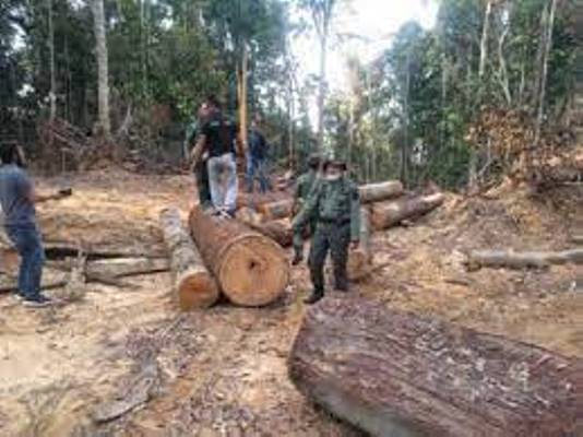 Ratusan Kayu Illegal Logging Hutan Lindung Bukit Betabuh, Ditemukan Tim PPLHK Provinsi Riau