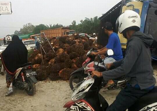 Truk Pengangkut Kelapa Sawit Terguling Akibat Jalan Kubang Raya Berlubang