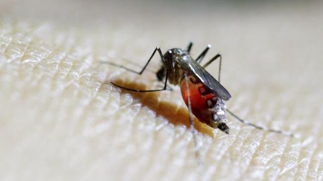 IAEA Sarankan Gunakan Teknologi Nuklir Untuk Pembasmian Nyamuk Malaria