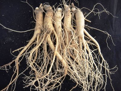 Riset Klinis MFDS Korea Akui Ginseng Korea Layak Sebagai Makanan Fungsional untuk Kesehatan Tulang