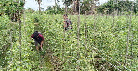 Meningkatkan Produksi Pertanian Serda Tangkas Dampingi Petani Menanam Tomat