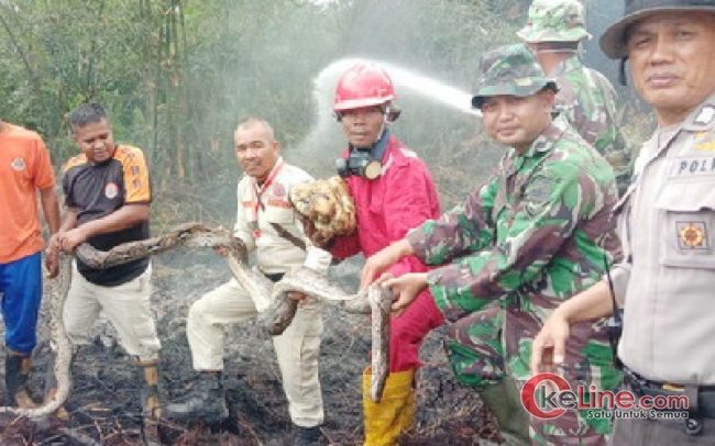 Kapolda Riau Ikut Prihatin, Phyton Betina Mati Karena Karhutla