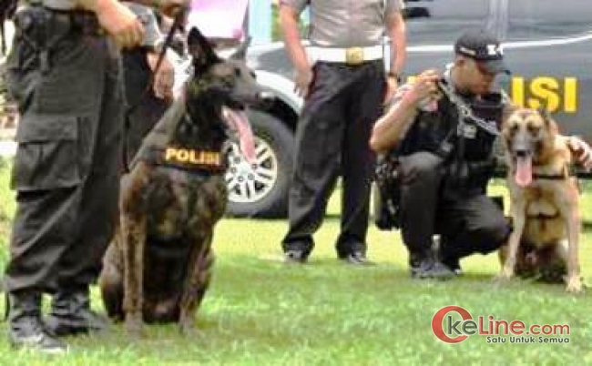 Anjing Pelacak Dikerahkan Cari Kepala Dipenggal di Bondowoso