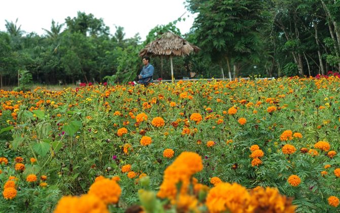 Bosan dengan Kebisingan Kota Pekanbaru , Taman Bunga Impian Okura Bisa Jadi Pilihan 