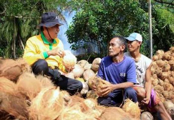 Usai Cuti Bupati Inhil, Harga Kelapa Mulai Merangkak Naik