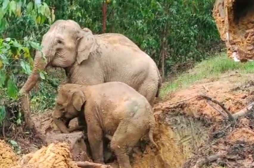 Anak Gajah Terperosok ke Lubang di Sungai Mandau Dievakuasi Ekscavator 