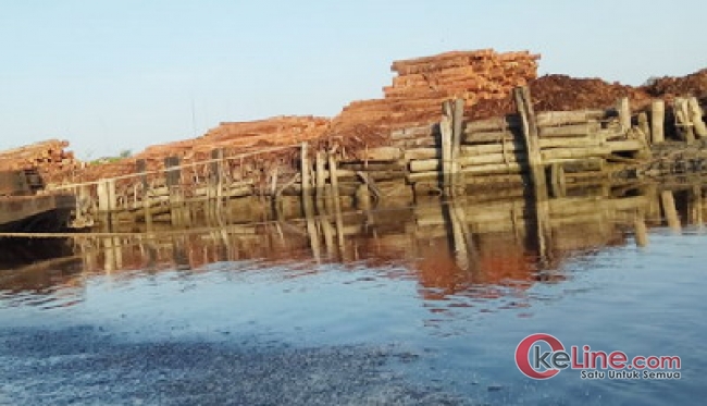 Belum Kantongi IUPHHK-HA, PT Diamond Raya Timber Babat Hutan Alam Membabi Buta