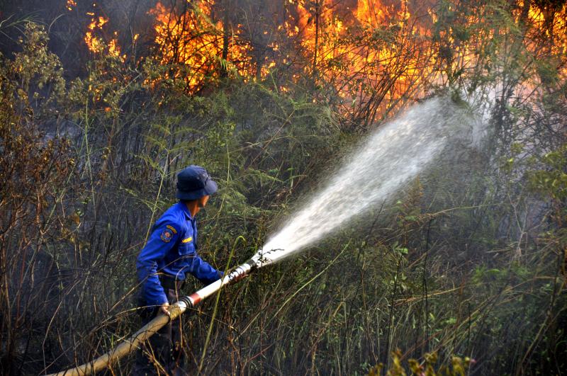 Pembakar Lahan Pemkab Bengkalis Ditangkap