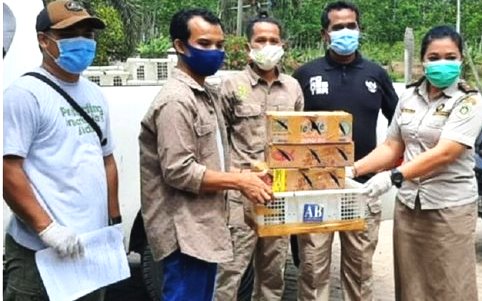 Penyeludupan Sebanyak 870 Ekor Burung Dilindungi Digagalkan di Pelabuhan Bakauheni