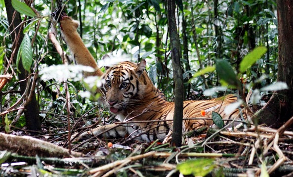 Pengrusakan dan Praktek Ilegal Loging Lahan PT DRT di Riau Dikritisi Aktivis