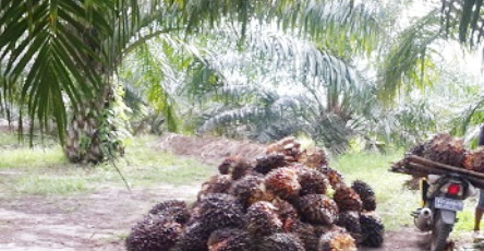 Petani Sawit Dukung Kembalikan Kawasan Hutan, Kalau Mafia Sawit 