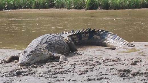 Warga Inhu Diserang Buaya Saat Mencari Ikan