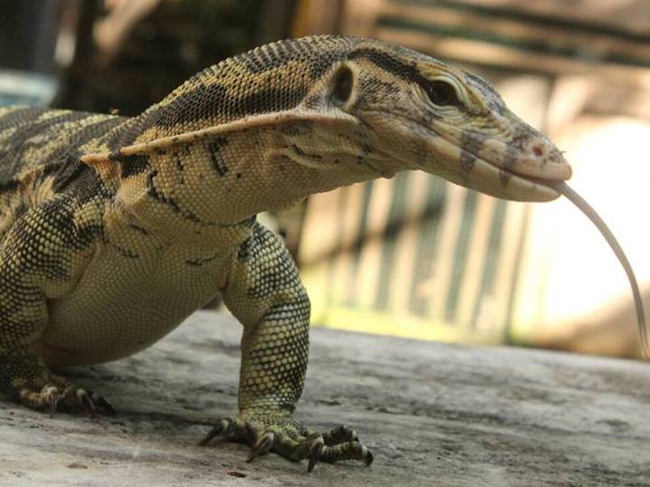 Biawak Kerumuni Mayat Pria Dekat Kantor Koramil