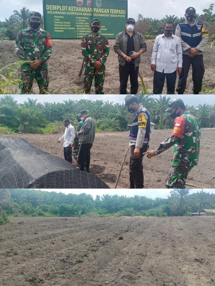 Dukung Ketahanan Pangan , Danramil  02/Tanah Putih Pantau Areal Lahan Petani Cabai di Cempedak Rahuk