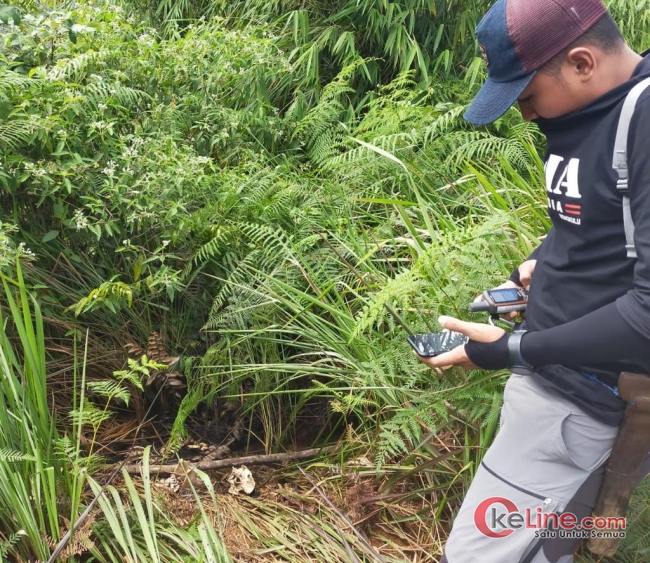 Ditemukan Belulang Babi, Warga Ketakutan Itu Mangsa Harimau Masuk Kampung