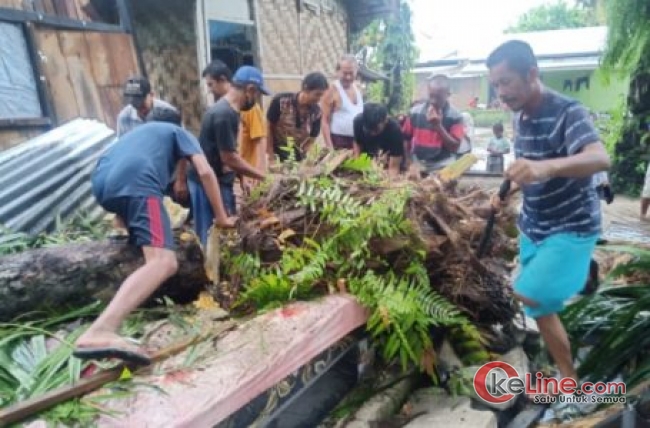 Akibat Hujan Lebat, 4 Rumah Tertimpah Pohon Sawit