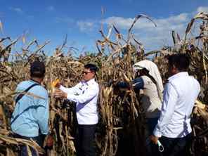 Awal Tahun 2022, Rutan Labuhan Deli Panen Jagung 11 Hektar