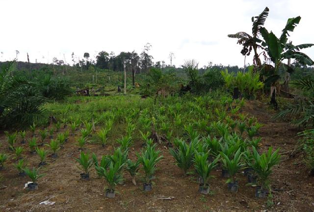 Rambah Hutan, Petinggi PT Ronatama Ditahan