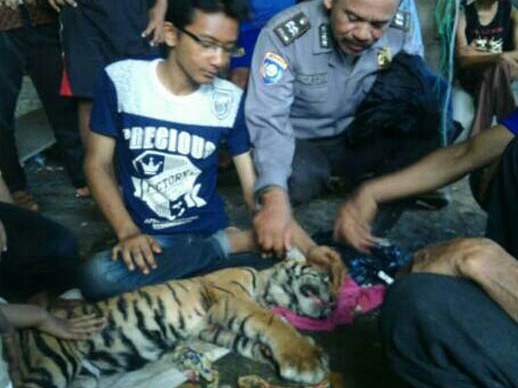 Anak Harimau Sakit Ditemukan di Kebun Warga