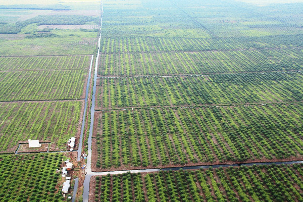 PT RPI Tanami Akasia Dilahan Sawit Warga Inhu