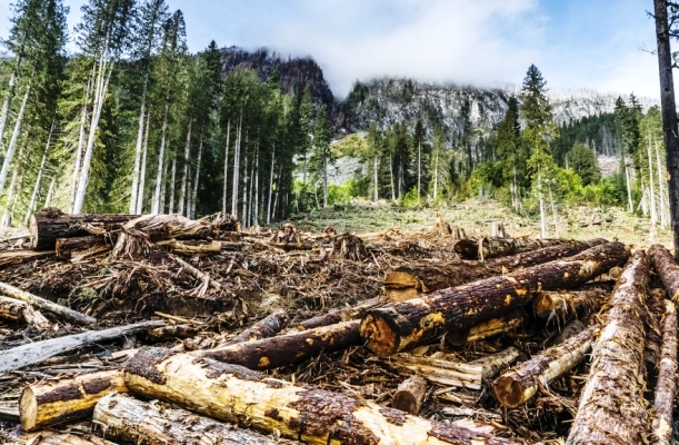 Taman Nasional Kerinci Seblat, Jambi Terus Dibabat