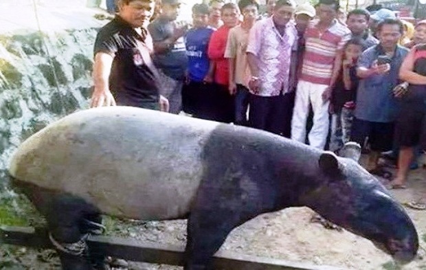 Tapir Mssuk Kampung Jadi Tontonan Warga