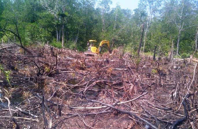 Subur Babat Hutan dan Buat Kebun Sawit Tidak Satupun Ada Izin