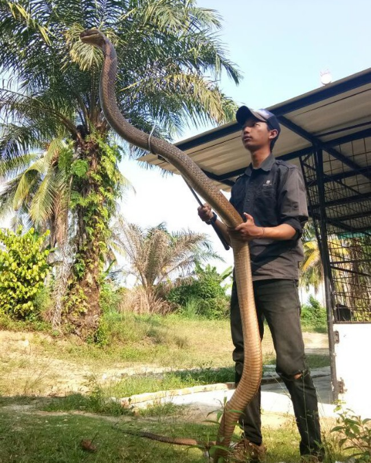 Mahasiswa Asal Riau Penakluk King Cobra