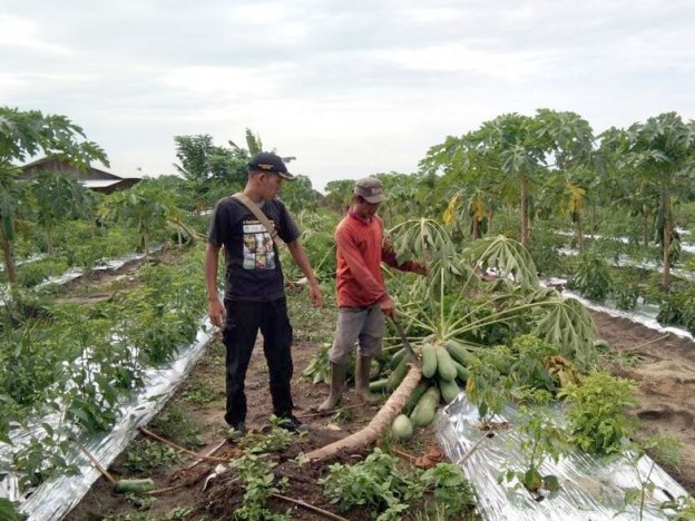 Gajah Liar Berhasil Diusir dari Kebun Warga di Tapung