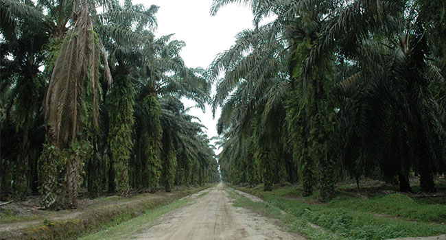 110 Ribu Ha Kebun Sawit di Riau Mandul