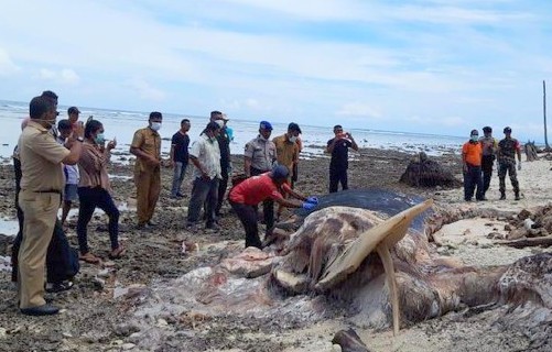 Paus Biru Ditemukan Terdampar Tidak Bernyawa di Ambo