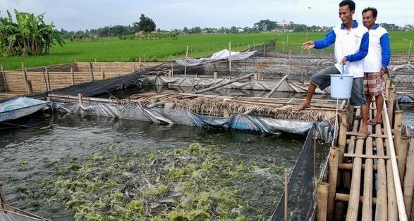 Pelaku Budidaya Ikan Wajib Punya CBIB