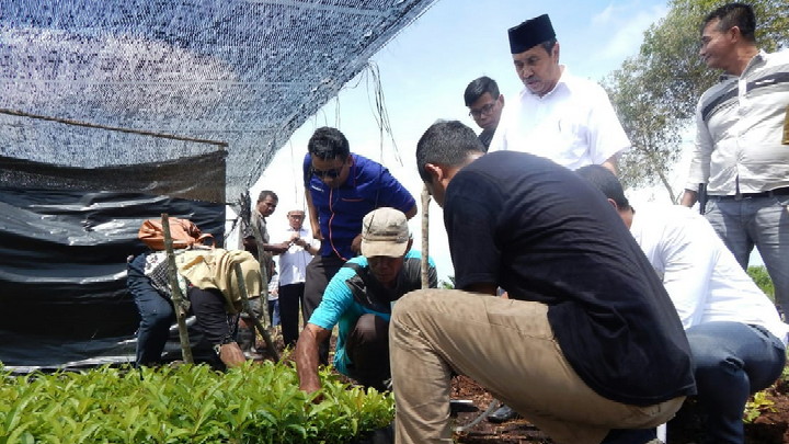 Syamsuar Hadir di Peninjauan Budidaya Kayu Geronggang