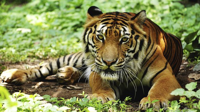 Harimau Sumatera Terkam Sapi Warga, BBKSDA Riau Turunkan Tim