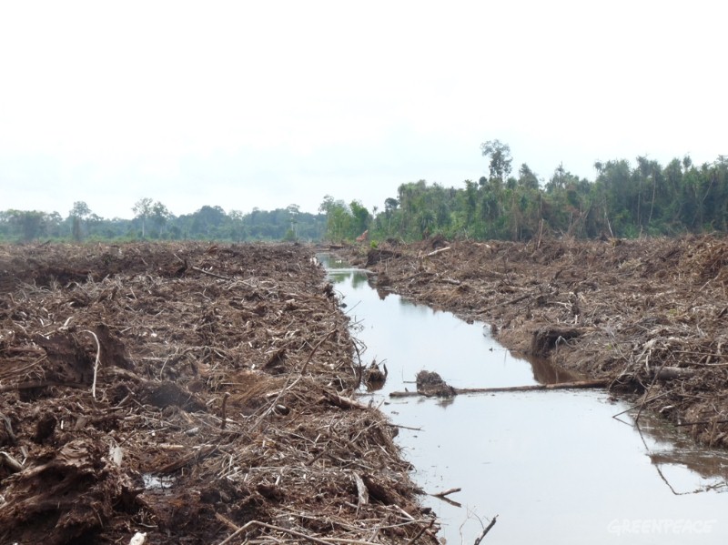 Apindo Riau Tolak Penerapan Regulasi Gambut KLHK