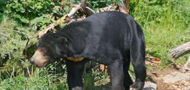 Ini Cerita Petani Karet Rohul Selamat Setelah Bergumul dengan Beruang Madu