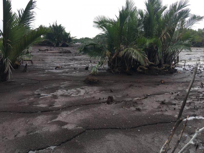 Ladang Padi 280 Hektar Terendam Air Asin