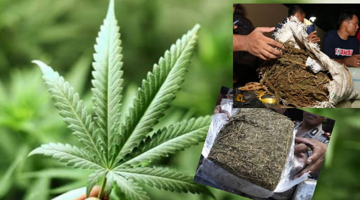 Polsek Kuta Makmur, Aceh Temukan 1 Karung Ganja Tampa Tuan